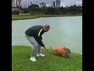 chip key how to make friends with a capybara?