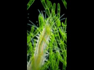 annelid polychaete by science intoimages/biology